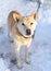 Young  chained mixed breed dog attentively looking in the camera, standing on snow in winter