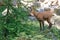 A young chamois in the Ecrins National Park