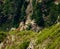 Young chamois watching the cliff