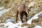 Young chamois wildlife