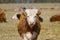 Young Chandler Herefords cow Portrait. Brown and white paint cow. Cute Orange cow with white head