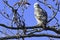 Young changeable hawk-eagle or crested hawk-eagle in Jim Corbett National Park, India