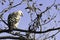 Young changeable hawk-eagle or crested hawk-eagle in Jim Corbett National Park, India