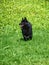 Young Charming Belgian Shepherd Schipperke runs through the green grass