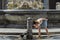 Young charming girl tourist drinks water from an antique drinking fountain of the roman nose against the background of historical