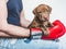 Young, charming puppy and red boxing gloves