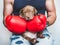 Young, charming puppy and red boxing gloves