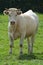 Young Charolais Cow / Young Charolles Cow