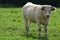 Young Charolais Cow / Young Charolles Cow