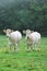 Young Charolais cows