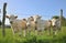 Young Charolais cows