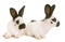 Young Checkered Giant rabbits