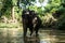 Young cheerful indian elephant bathes in a river