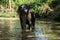 Young cheerful indian elephant bathes in a river