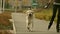 Young cheerful woman riding the roller-skates with dog