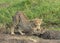 Young Cheetah Baby stretching his body at Masai Mara, Kenya