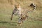 Young Cheetah chasing a baby Thompson`s Gazelle Masai Mara Kenya learning to hunt