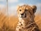 a young cheetah on the grassland