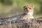 Young Cheetah looking at camera