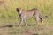 Young cheetah at the masai mara