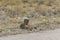 Young cheetah near the road in Etosha Park, Namibia