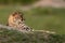 A young cheetah rests on the savannah. Close-up. Macro. Africa.