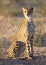 Young Cheetah spotted cat