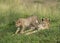 Young Cheetah stalking on birds at Masai Mara, Kenya