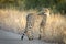 Young cheetah standing in tall dry grass on the edge of the road in Kruger Park South Africa