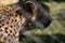 young cheetah in zoo aviary, blur background