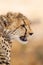 Young Cheetahs on a kill in the shade of a thorn tree in the Kgalagadi Park