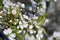 Young cherry blossoms in the spring garden against the blue sky