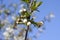 Young cherry blossoms in the spring garden against the blue sky