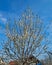 Young cherry tree blooming with flowers at spring