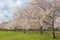 Young cherry trees in full bloom at East Potomac Park of Washington DC, USA.