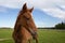 Young chestnut baby horse or foal in a field; funny perspective