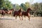 Young chestnut colored horses running in the pinfold