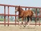 Young chestnut foal