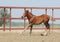 Young chestnut foal