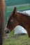 Young chestnut foal foal with white whiskers