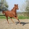 Young chestnut horse running in spring