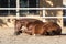 Young chestnut mare rolling in the sand