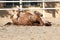 Young chestnut mare rolling in the sand belly up