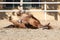 Young chestnut mare rolling in the sand belly up