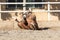 Young chestnut mare rolling in the sand belly up