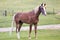 Young chestnut stallion breed Orlov Trotter