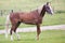 Young chestnut stallion breed Orlov Trotter