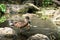 Young Chestnut Teal duck in pond