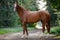 Young chestnut trakehner mare horse with white line on face and white legs