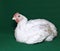 Young chick broiler